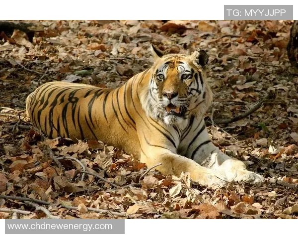 印度体育界的璀璨星辰盘点十大明星运动员排名榜